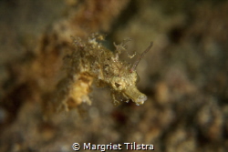 Tiny pipefish
Nikon D750, Nikkor 105mm, Weefine +23 wetl... by Margriet Tilstra 